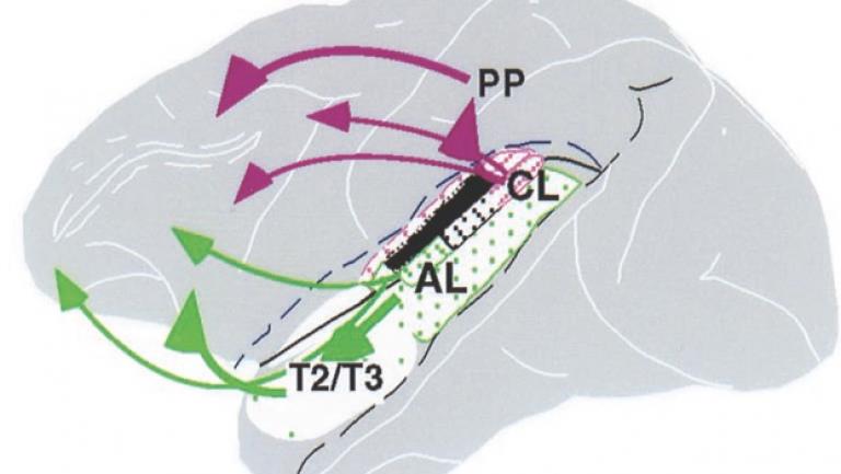 drawing showing areas within a brain